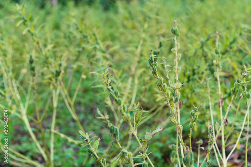 Full-fig sesame seeds and harvesting products