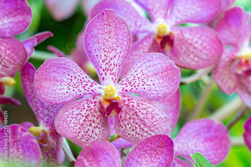 Blur background of purple orchids  Vanda.
