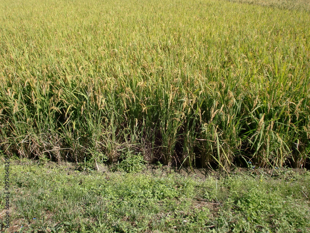 Obraz premium 田んぼ