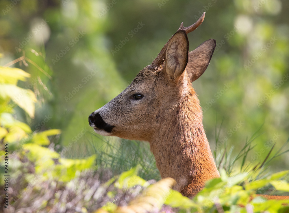 Fototapeta premium Wild Deer lying and resting in the outdoors