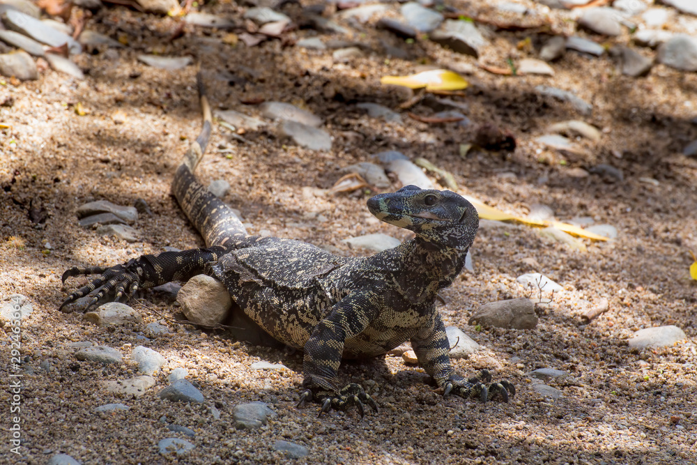 Obraz premium Lace Monitor on sand and rocky terrain near Cairns in Tropical North Queensland, Australia