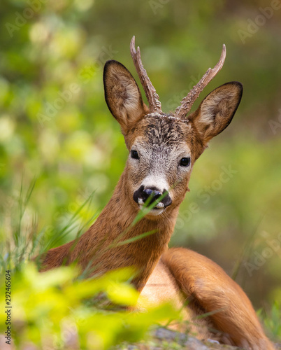 Wild Deer that lie and rest in the beautiful nature © svenaw