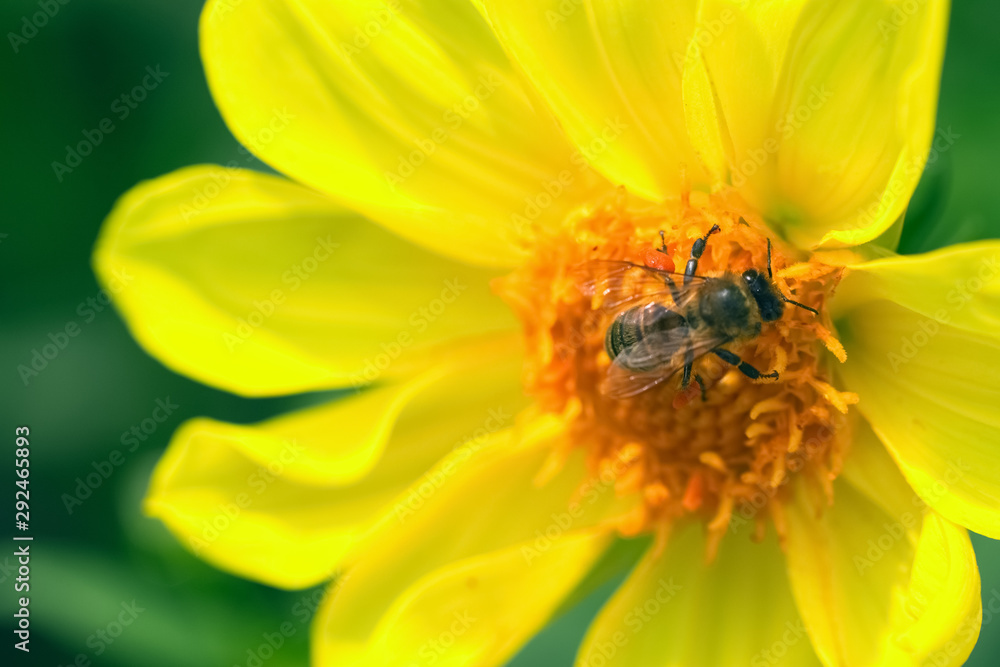 bee pollinating a yellow flower in the garden. bee on a flower closeup. bee pollinating a yellow flower in the garden. bee on a flower closeup.