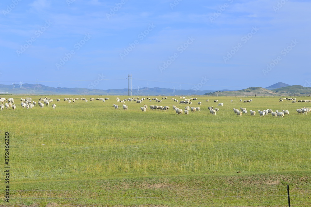 Cattle herd of the grasslands