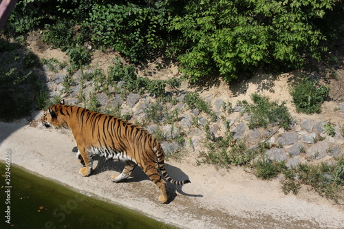  A tiger walks along a canal of water at a zoo