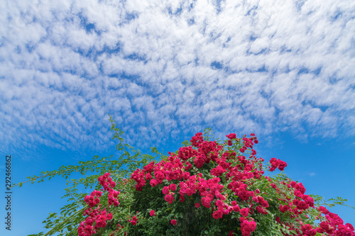 Roses blooming under the blue sky and white clouds