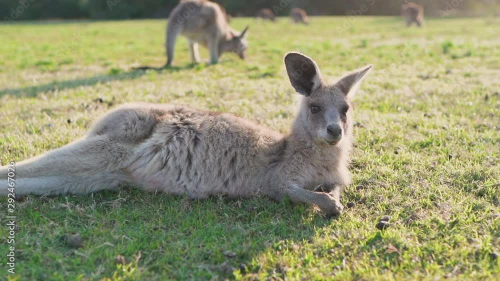 wildlife animal young child kid joey relaxing kangaroo Australian animal cinematic wildlife animal young child kid joey relaxing kangaroo Australian animal cinematic