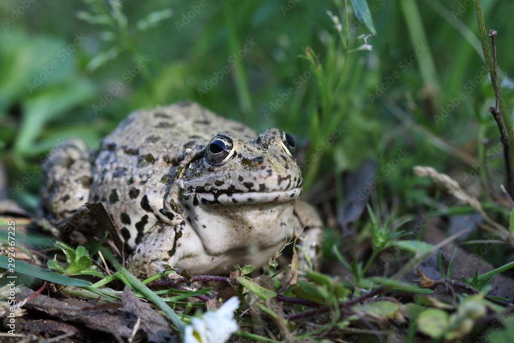 Seefrosch Seefrosch