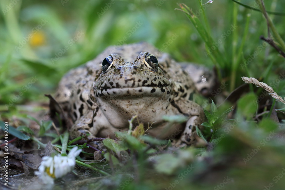 Seefrosch Seefrosch