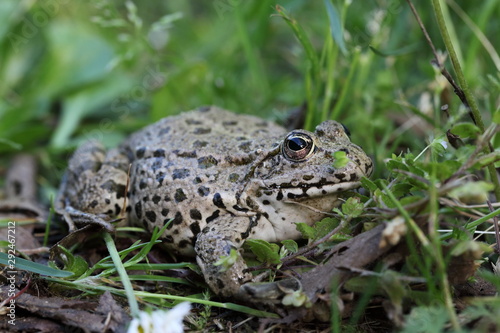 Seefrosch