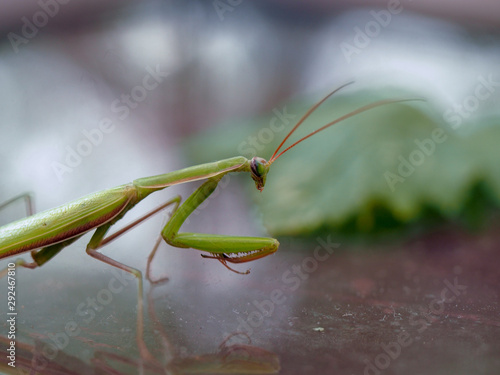 Macro photography of the insect Close - up of the insect mantis photo