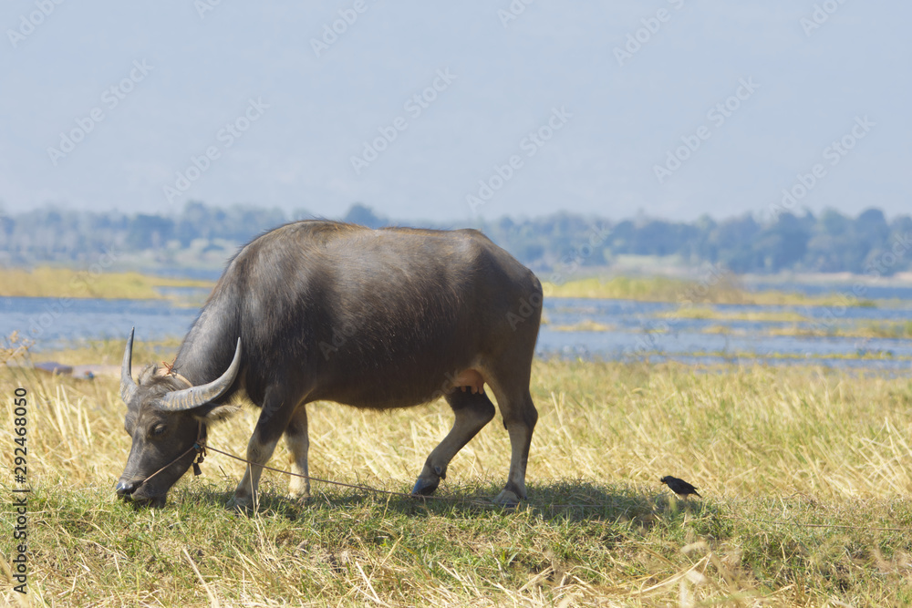 Peaceful moment of animal in countryside agriculture season. Peaceful moment of animal in countryside agriculture season.