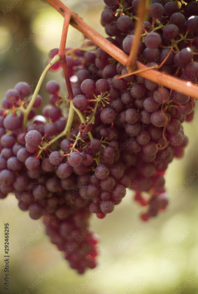 bunch of red grapes on vine