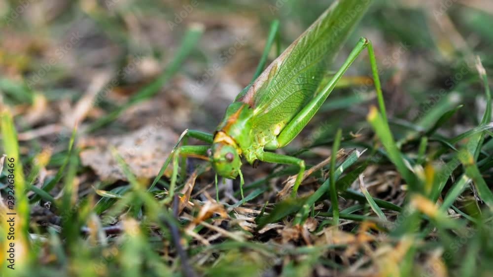 Big green locust female lays eggs Big green locust female lays eggs
