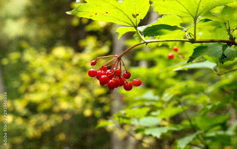 the viburnum berries wet with morning dew