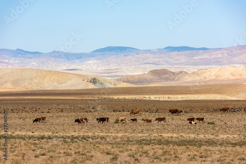 A herd of cows on a summer pasture in a mountain valley
