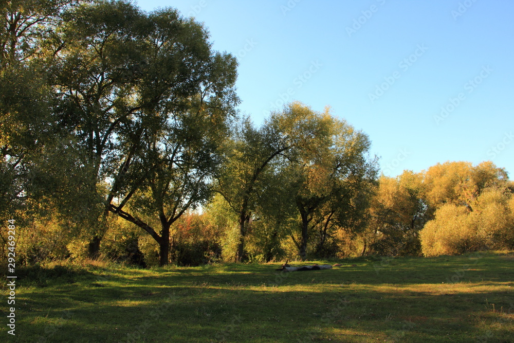 Large green grass glade meadow with logs after a picnic on Russian forest edge
