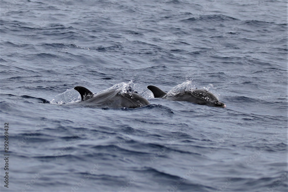 Fototapeta premium Açores