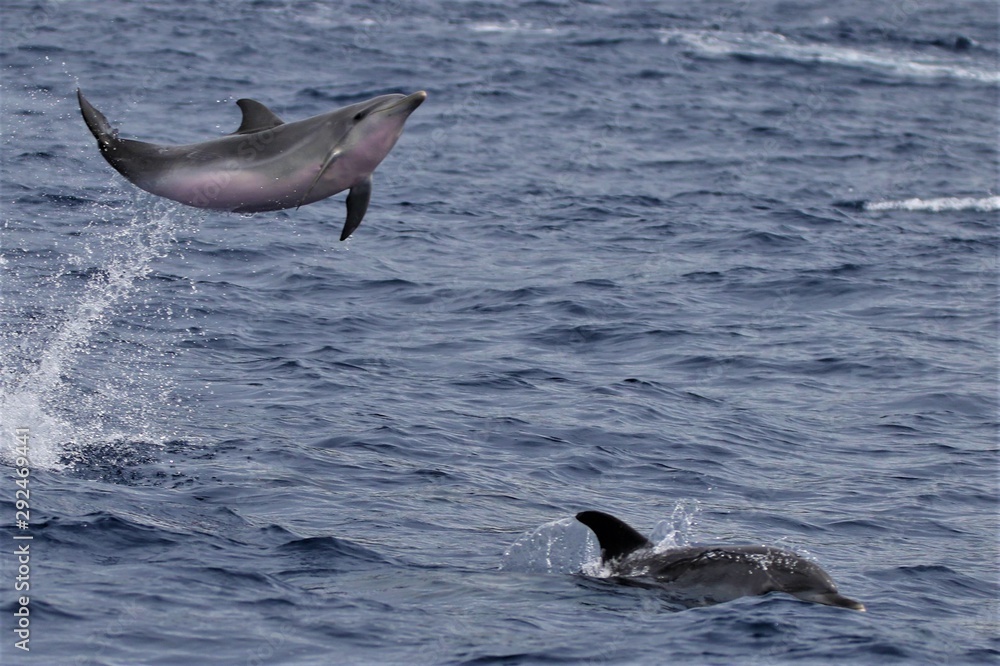 Fototapeta premium Açores