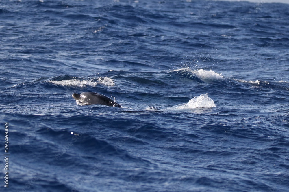 Obraz premium Açores