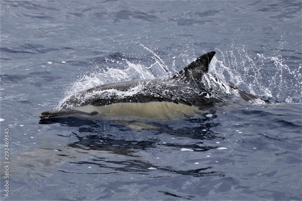 Fototapeta premium Dauphin Açores