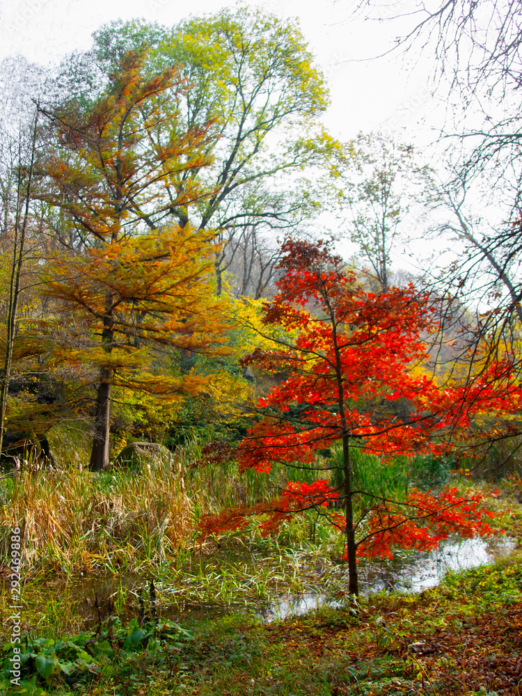 Forest lake on the background of the autumn forest Forest lake on the background of the autumn forest