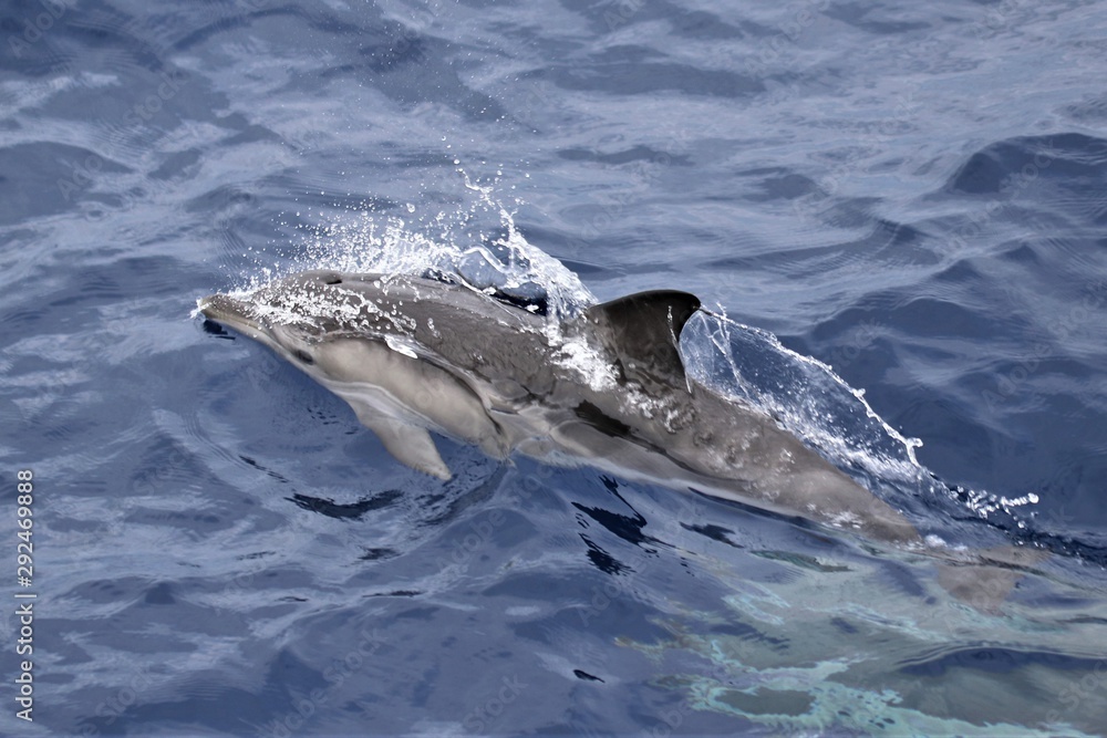 Naklejka premium Dauphin Açores
