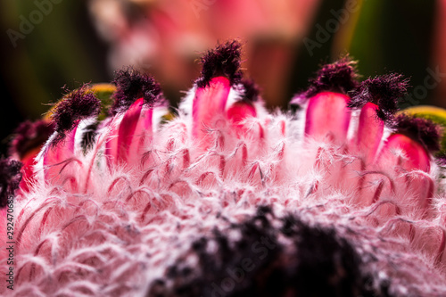 Pink King Protea exotic flower in bloom macro still on pink petals