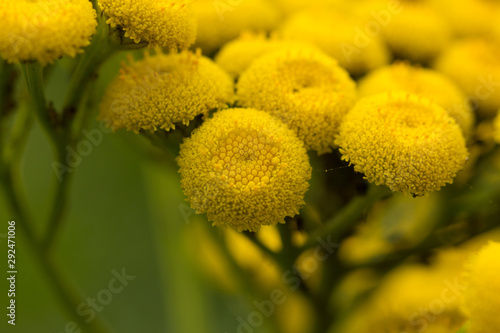 Yellow tansy flowers Tanacetum vulgare, common tansy plant, bitter button, cow bitter, or golden buttons in green summer meadow herbs field. Yellow wild tansy flower plant medicinal herb field.