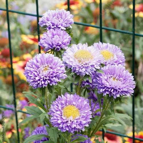 Callistephus chinensis | Die farbenfrohen Blüten und eine Bandbreite Blütenformen der Sommeraster oder Gartenaster als Zierpflanze photo