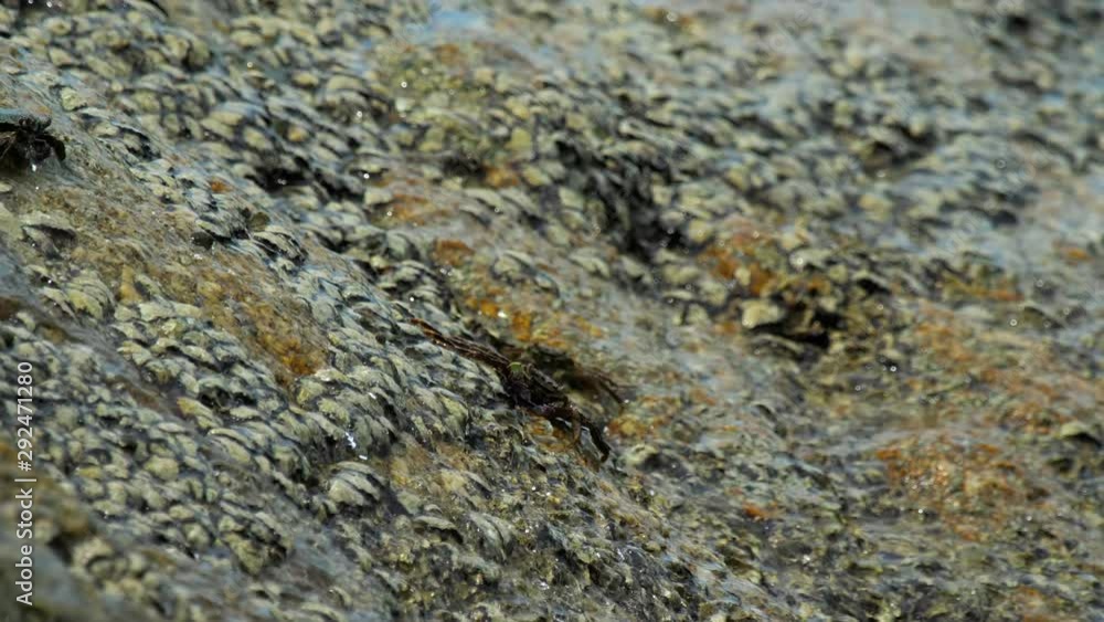 Crabs on the rock at the beach Crabs on the rock at the beach