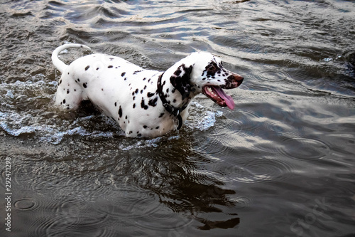 Dolmatian puppy stands in the river, lake. photo