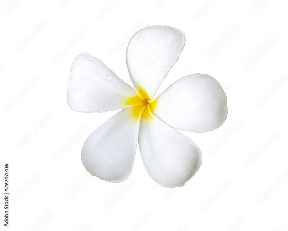 Frangipani flower or plumeria isolated on white background, white flowers Frangipani flower or plumeria isolated on white background, white flowers