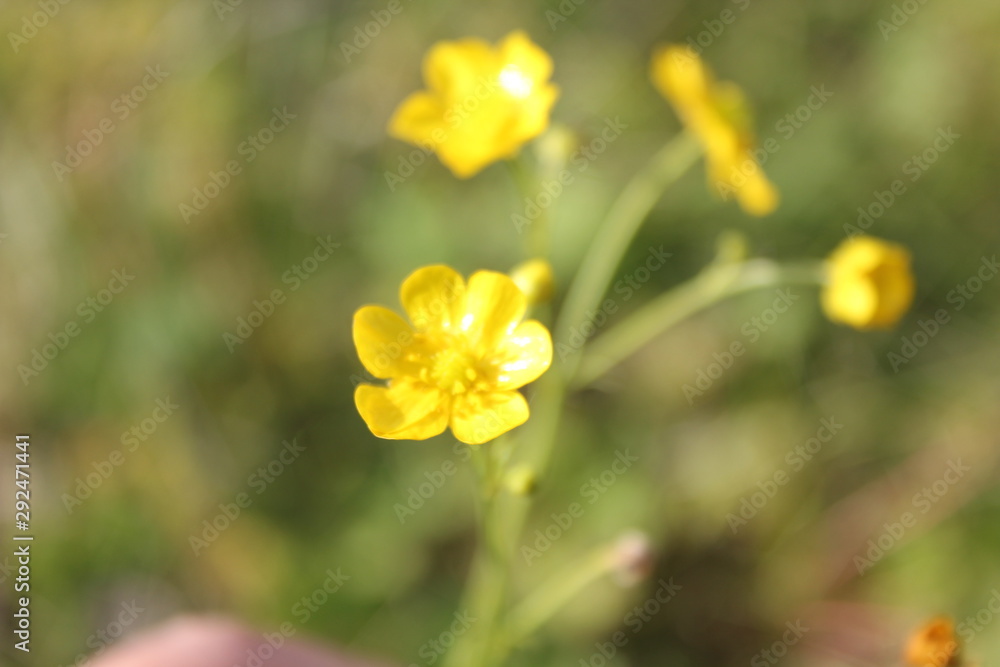 Obraz premium yellow spring flowers in the garden