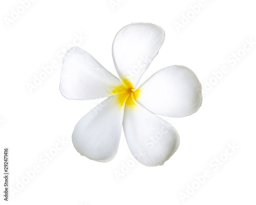 Frangipani flower or plumeria isolated on white background, white flowers