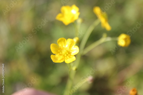 yellow spring flowers in the garden