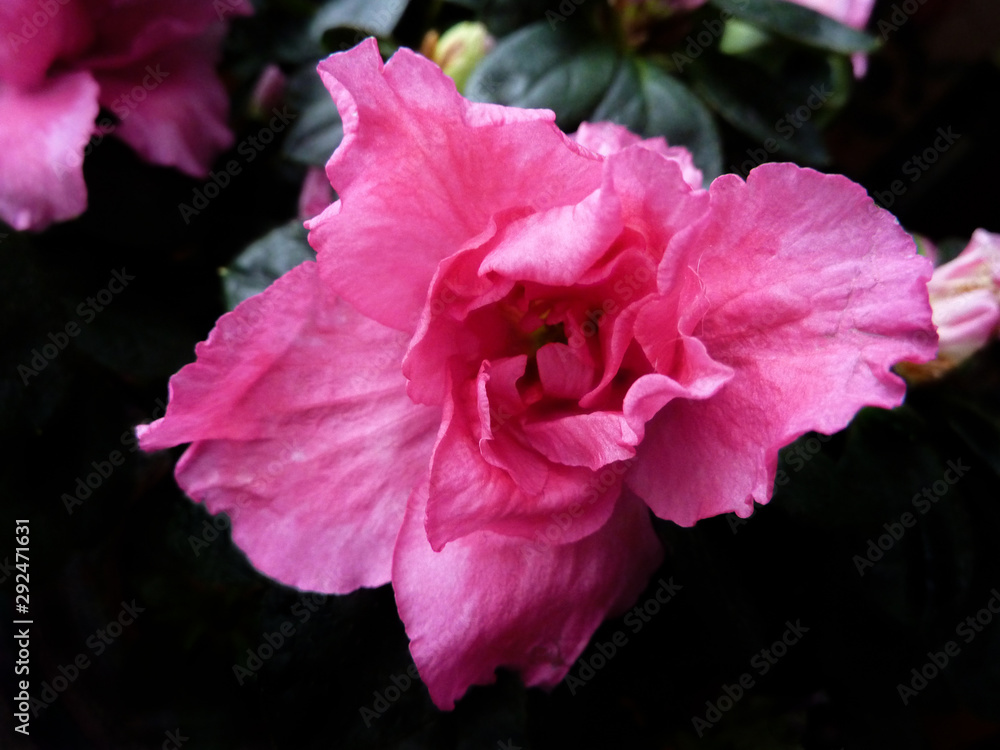 Blooming beautiful pink flower on a dark background