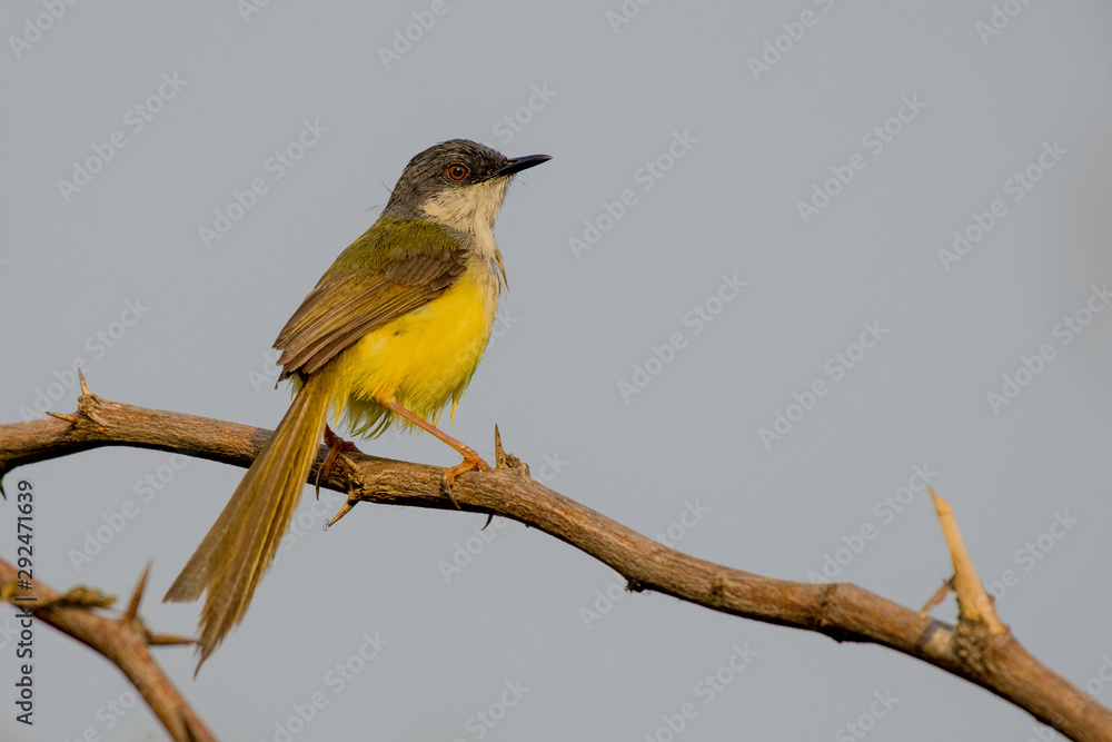 bird on a branch bird on a branch