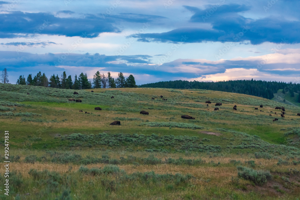 Yellowstone National Park Bison In Meadow