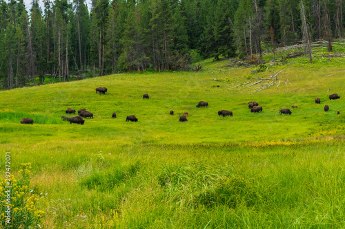 Bison in Hayden Valley  Yellowstone National Park