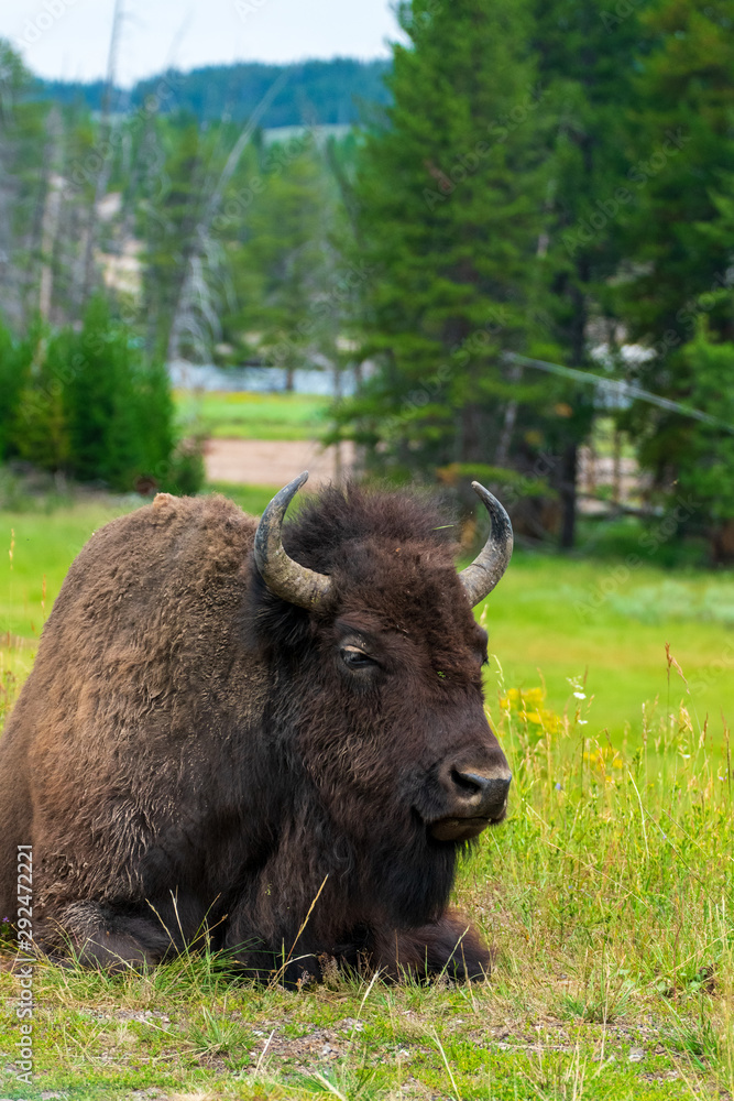 Bison in Hayden Valley, Yellowstone National Park Bison in Hayden Valley, Yellowstone National Park