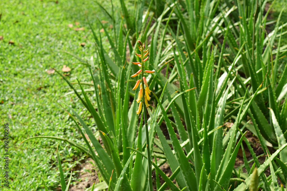 Aloevera Planted in the garden Can be used as herbal medicine, very useful Aloevera Planted in the garden Can be used as herbal medicine, very useful