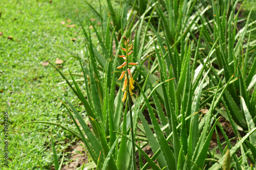 Fotografie Aloevera Planted in the garden Can be used as herbal medicine, very useful