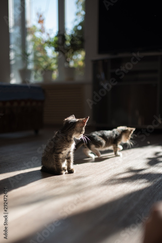 Sticker in the life of cats