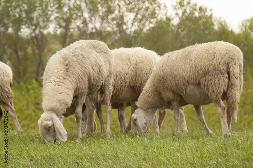 animali ovini al pascolo pecore in gregge