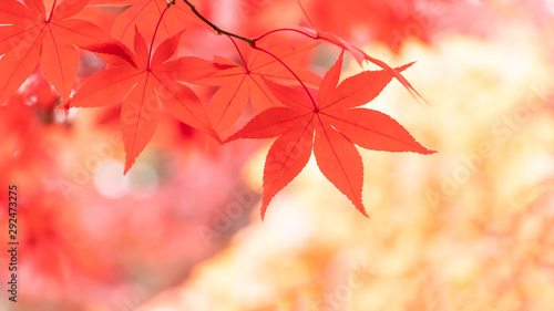 紅葉の葉、黄色を背景に赤に染まるモミジ