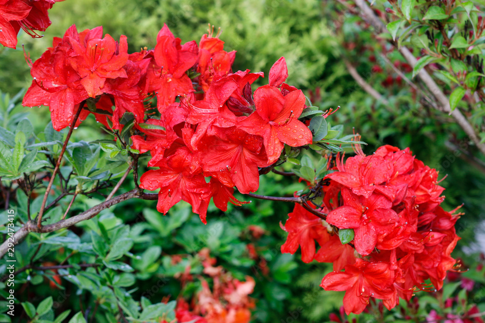 Beautiful red rhododendron (azalea) in the garden. Beautiful red rhododendron (azalea) in the garden.