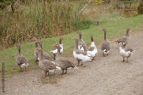 geese on a rural road