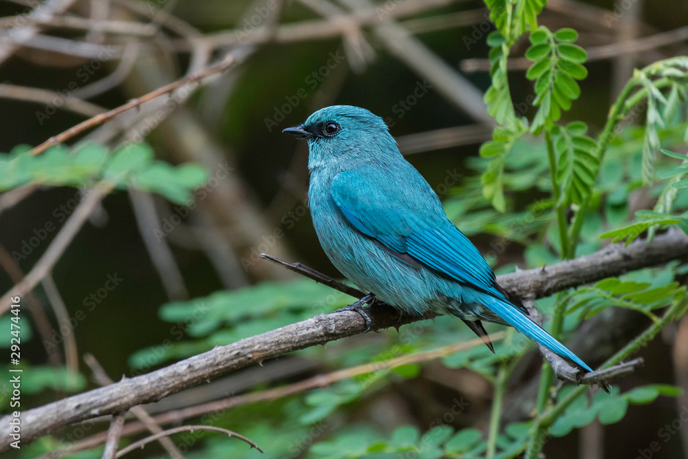 verditer flycatcher verditer flycatcher