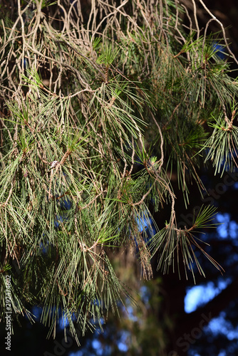 Closeup and background with hanging branches of a pine tree on Sicily in front of dark and blue sky in the garden